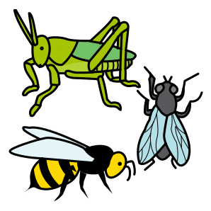 els insectes