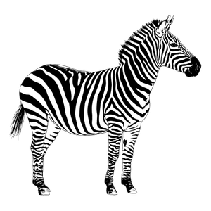 la zebra