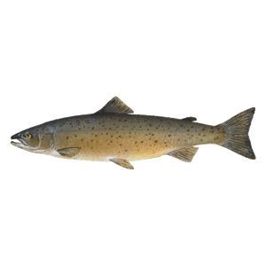 el salmó