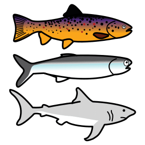 els peixos