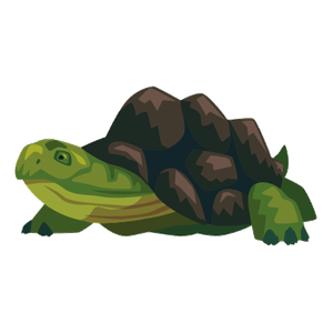 la tortuga