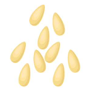 pinyons