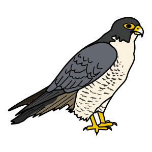 falcons