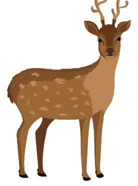 cérvol