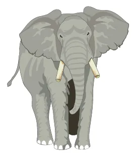 elefant