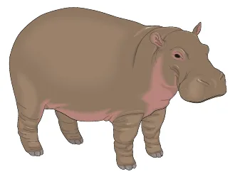 hipopòtam