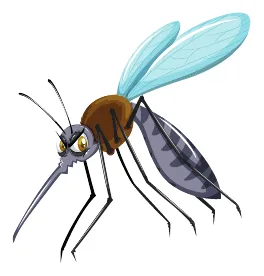 mosquit