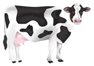 vaca