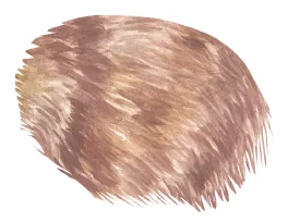 pelatge